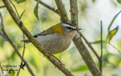 Het vuurgoudhaantje.