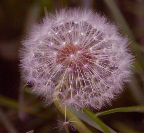 Le feu d'artifice