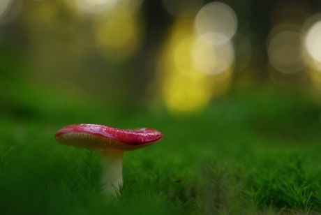 Discoballen in het bos