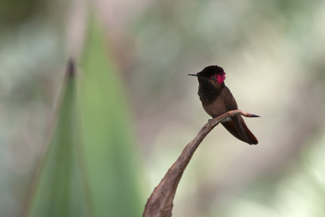Rode kolibrie op Agave.
