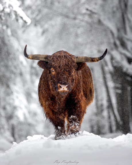 Hooglander in de sneeuw
