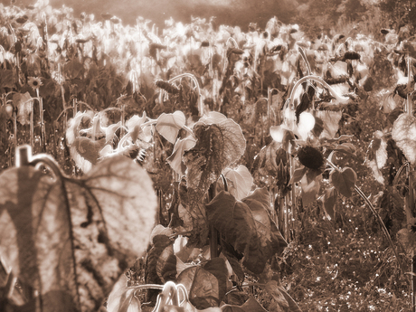 Sunflowers in sepia