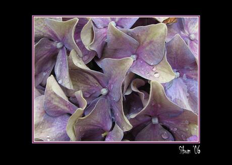 Hortensia in de regen