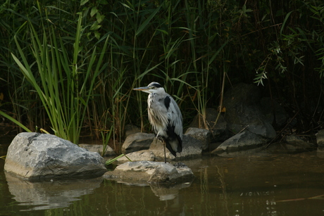 Reiger bij het IJsselmeer
