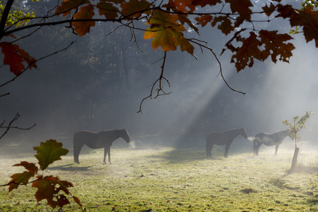 Paarden in het bos op een koude mistige ochtend in november