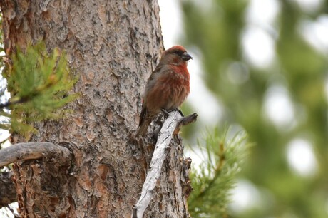 Red Crossbill(Loxia Curvirostra)