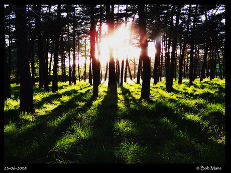 Zon door de bomen