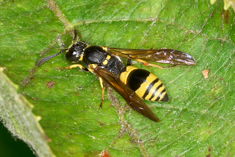 Sierlijke deukwesp doet zijn naam eer aan