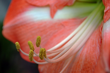 Close-up Bloemetje