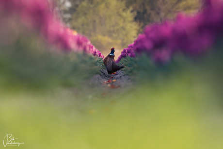 De Ontmoeting tussen de tulpen 