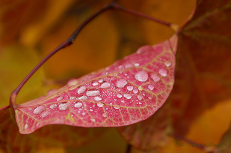 natte herfst