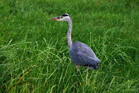 Reiger