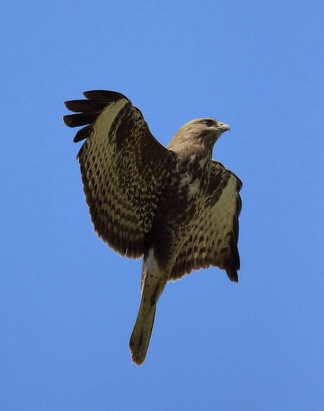 Biddende buizerd