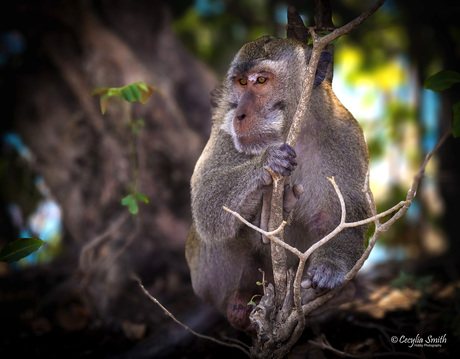 Uluwatu Monkey