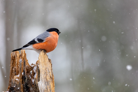 Goudvink in sneeuw.