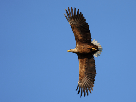 Zeearend - Millingerwaard