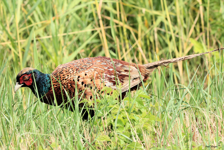 Verscholen in het gras