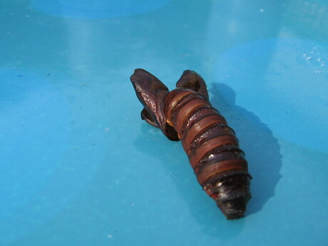 Dieren