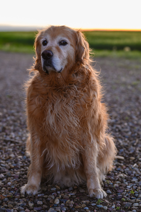 Golden retriever side eye