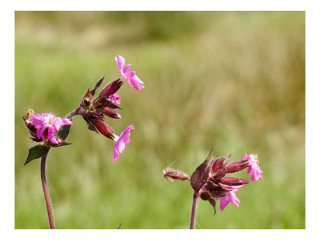 Dagkoekoeksbloem