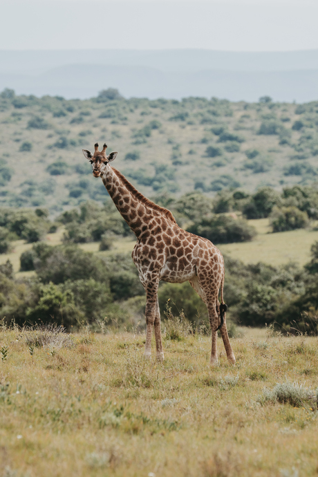 Zuid Afrika ~ Garden Route