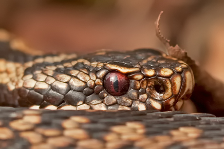 Adder portret