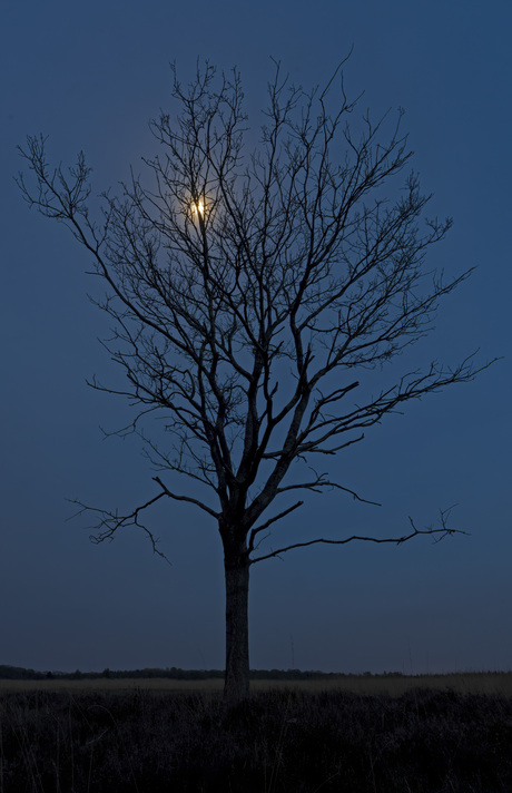 Zie de maan schijnt door de boom