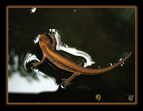 Drijvende salamander