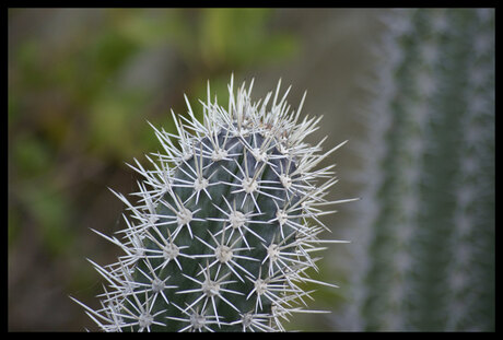 Cactus!