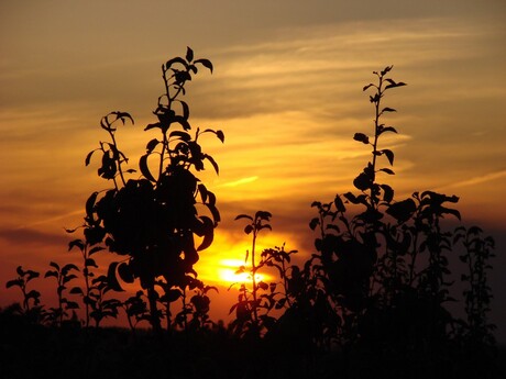 Zonsondergang in Haspengouw