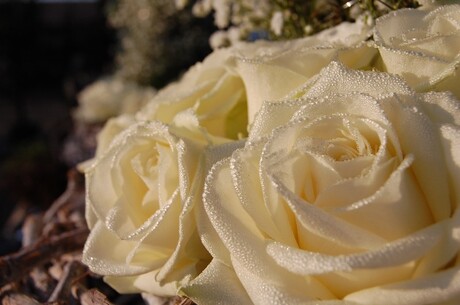 Witte roos met dauwpareltjes...