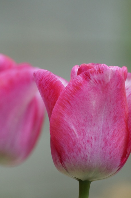 tulp roze