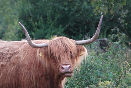 Schotse hooglander