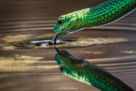 Thirsty-Snake