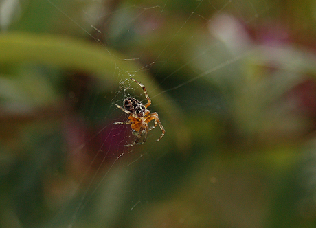 Itty pitty spider.