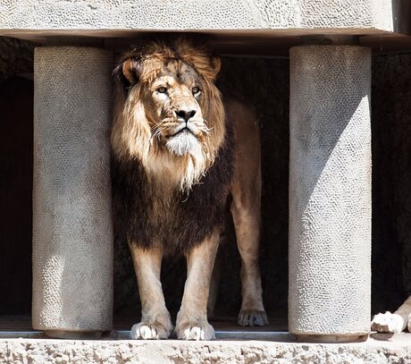 King of the Jungle