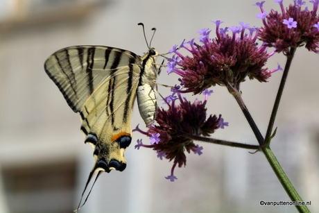 busy Butterfly