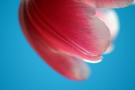 Tulp