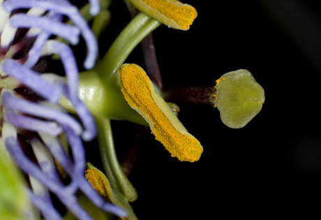 Passiflora cearulea