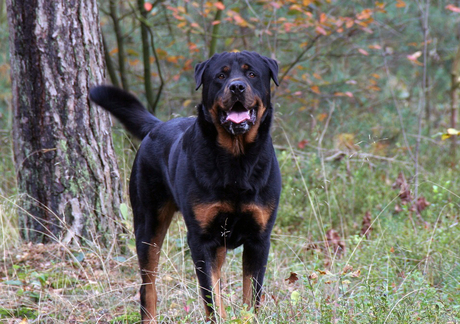 Rottweiler