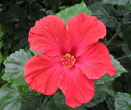 Hibiscus