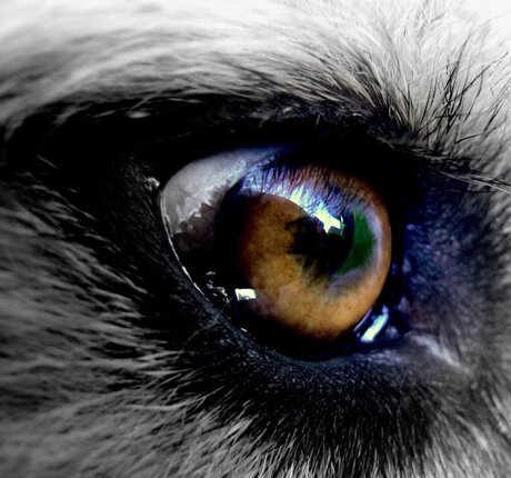 animal eye