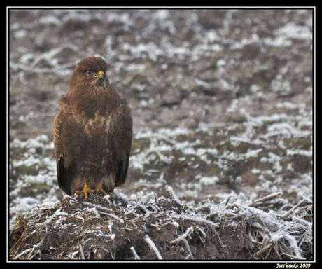 winterse buizerd