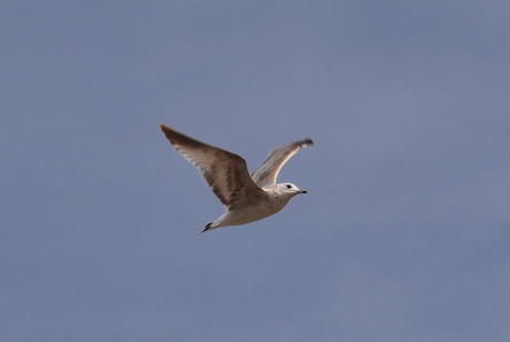 Meeuw in de lucht