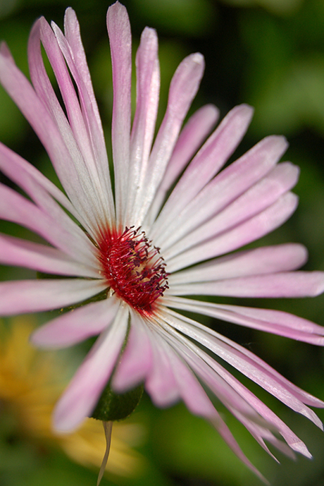 Beautifull flower.