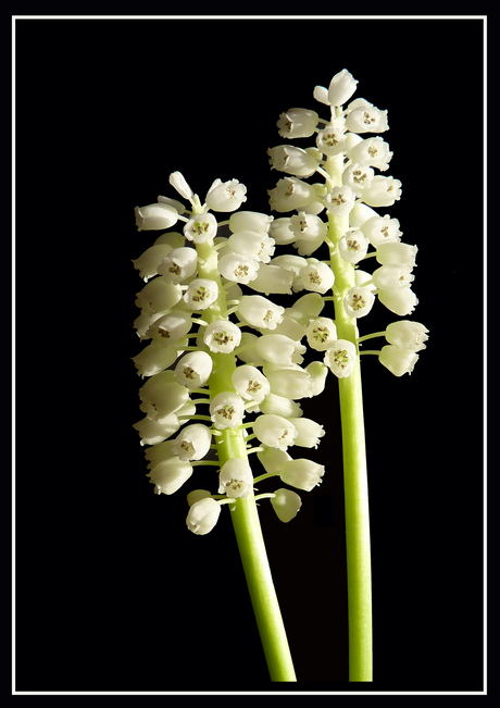 twee witte druifjes