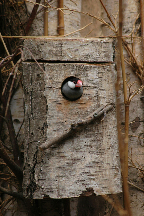 rijstvogel in nestkastje