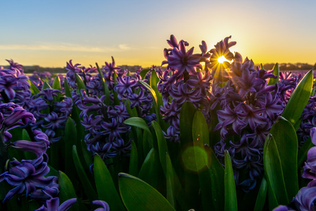 Hyacint in de avondzon