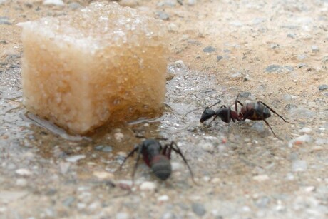 Mieren en suiker