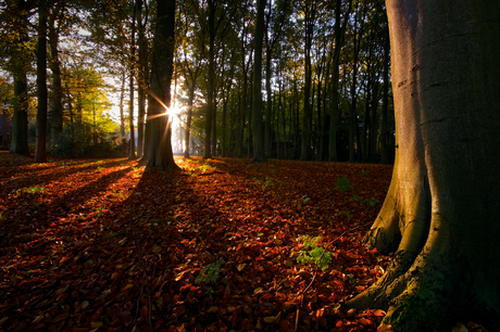 Fall Forest